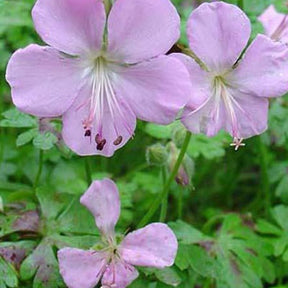 Géranium vivace de Dalmatie - Geranium dalmaticum - Plantes