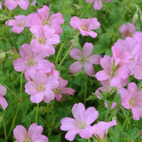 Géranium vivace d'Endress Wargrave Pink - Geranium endressii wargrave pink - Plantes