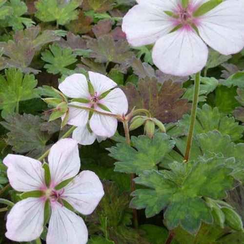 Géranium Coombland White - Geranium coombland white - Plantes