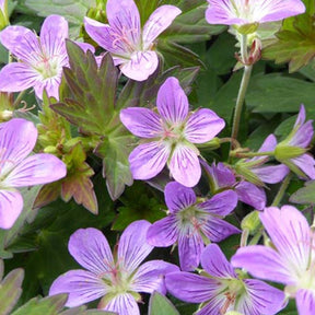 Géranium Fay Anna - Geranium fay anna - Plantes