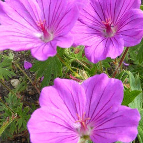 Géranium vivace de Jahn - Geranium jahnii - Plantes