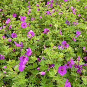 Géranium vivace Little David - Geranium little david - Plantes