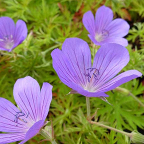 Géranium Nimbus - Geranium nimbus - Plantes