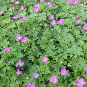 Géranium Orkney Pink - Geranium orkney pink - Plantes