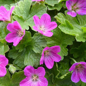 Géranium vivace Pink Carpet - Geranium pink carpet - Plantes