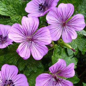 Géranium Pink Penny - Geranium pink penny - Plantes