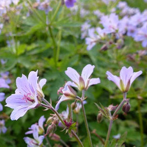 Géranium vivace Prélude - Geranium prelude - Plantes