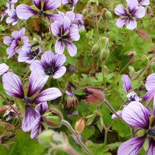 Géranium Salomé - Geranium salomé - Plantes