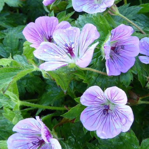 Géranium Sweet Heidy - Geranium sweet heidy - Plantes