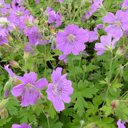 Géranium Sirak - Geranium sirak - Plantes