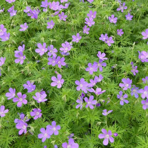 Géranium Spinners - Geranium spinners - Plantes