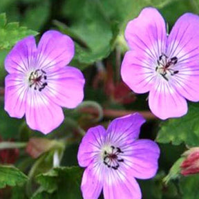 Géranium Sylvias Surprise - Geranium sylvias surprise - Plantes