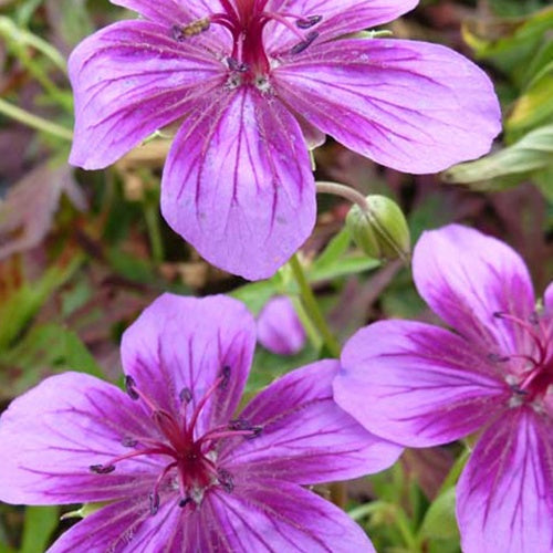 Géranium Starman - Geranium starman - Plantes