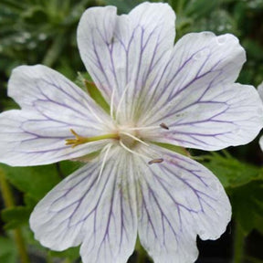 Géranium vivace White Zigana - Geranium ibericum white zigana - Plantes