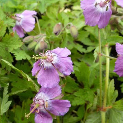 3 Géraniums vivace Claudine Dupont - Geranium x monacense claudine dupont - Plantes