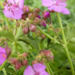 Géranium des Balkans Olympic Fire - Geranium macrorrhizum olympic fire js olympic fire - Plantes