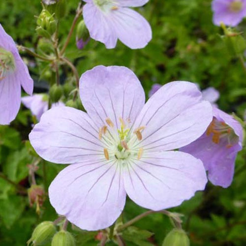 Géranium maculé Vickie Lynn - Geranium maculatum vickie lynn - Plantes