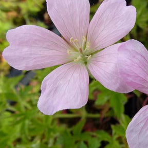 Géranium vivace Frank Lawley - Geranium x oxonianum frank lawley - Plantes