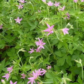 Géranium vivace MacClintock - Geranium x oxonianum mcclintock - Plantes