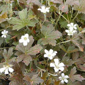 Géranium vivace Sanne - Geranium oxonianum sanne - Plantes