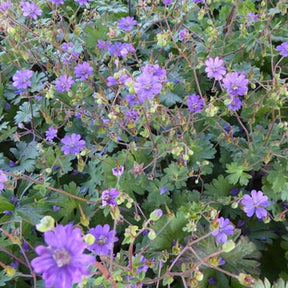 Géranium des Pyrénées Bill Wallis - Geranium pyrenaicum bill wallis - Plantes