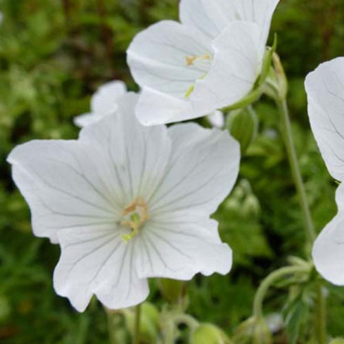 Géranium des prés Galactic - Geranium pratense galactic - Plantes