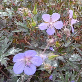 Géranium vivace Hocus Pocus - Geranium pratense hocus pocus - Plantes