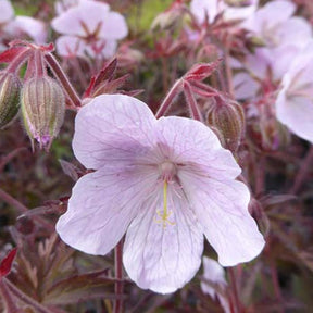 Géranium des prés Marshmallow - Geranium pratense marshmallow - Plantes