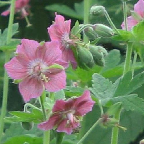 Géranium brun Rose Madder - Geranium phaeum rose madder - Plantes