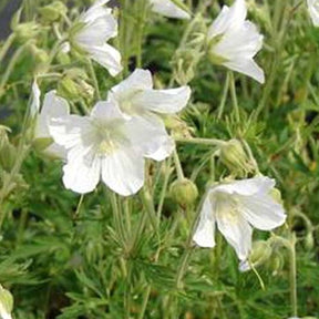 Géranium des prés Silver Queen - Geranium pratense silver queen - Plantes