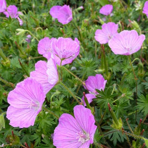 Géranium sanguin John Elsley - Geranium sanguineum john elsley - Plantes