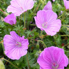 Géranium sanguin John Innes - Geranium sanguineum john innes - Plantes