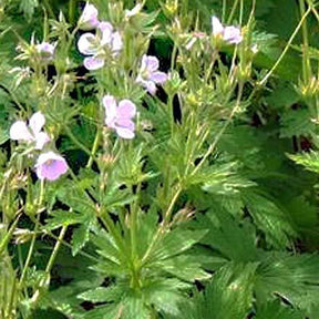 Géranium sanguin Roseum - Geranium sanguineum roseum - Plantes