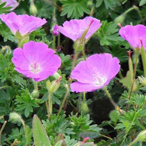 Géranium sanguin Shepherd's Warning - Geranium sanguineum shepherds warning - Plantes