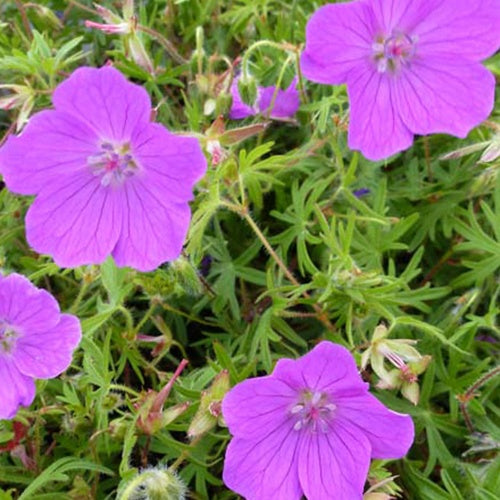 Géranium sanguin Vision Light Pink - Geranium sanguineum vision light pink - Plantes