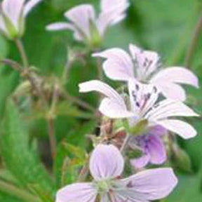 Géranium des bois Wanneri - Geranium sylvaticum var. wanneri - Plantes