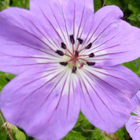 Géranium Buxtons Variety - Geranium wallichianum buxtons variety - Plantes