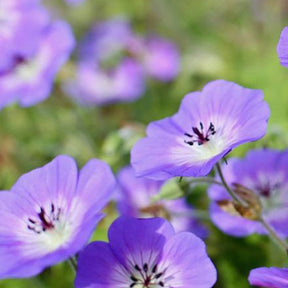 Géranium vivace Censation Daily Blue - Geranium daily blue  ( censation series ) - Plantes