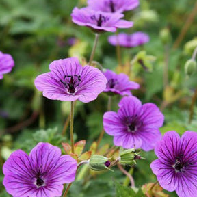 Géranium vivace Censation Daily Purple - Geranium daily purple  ( censation series ) - Plantes