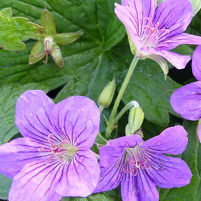 Géranium vivace Crug Farm - Geranium wlassovianum crûg farm - Plantes