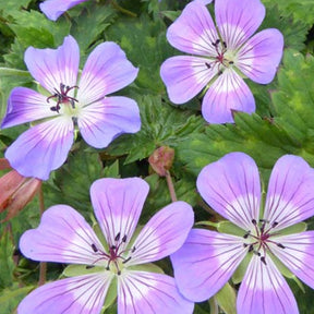 Géranium vivace Rise and Shine - Geranium wallichianum rise and shine - Plantes