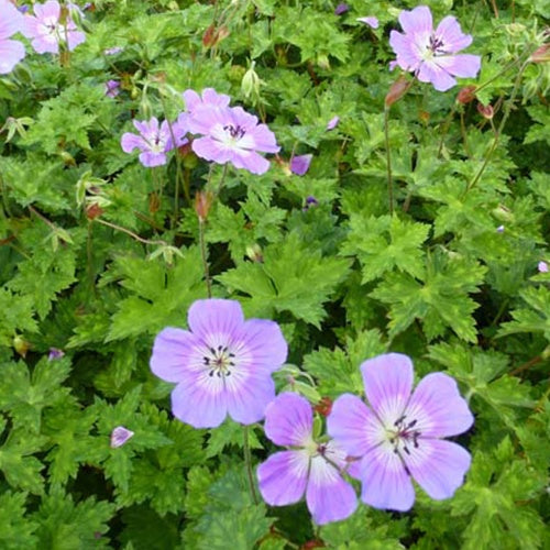 Géranium vivace Rise and Shine - Geranium wallichianum rise and shine - Plantes vivaces