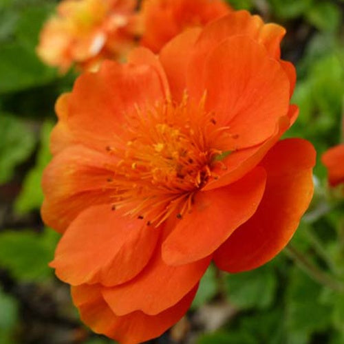 3 Benoîtes orangée Feuermeer - Geum coccineum feuermeer - Plantes