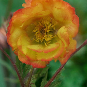 Benoîte Nonna - Geum coccineum nonna - Plantes