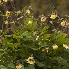 Benoîte Primrose Cottage - Geum primrose cottage - Plantes