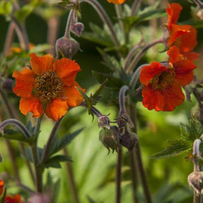 Benoîte Tempo Orange - Geum tngeuto  tempo™ orange - Plantes