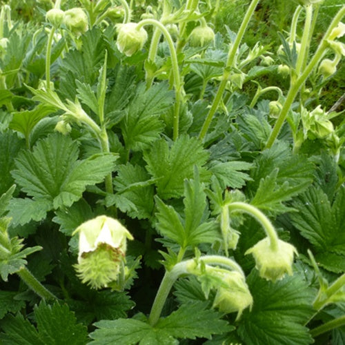 Benoîte des ruisseaux blanche - Geum rivale album - Plantes