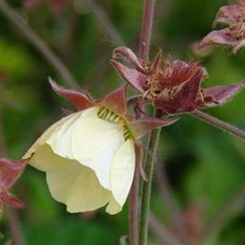 Benoîte des ruisseaux Lionel Cox - Geum rivale lionel cox - Plantes