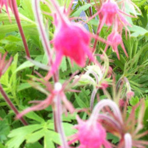 Benoîte à trois fleurs - Geum triflorum - Plantes