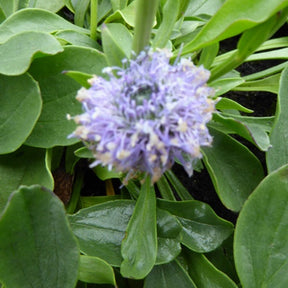 3 Globulairesponctuée - Globularia punctata - Plantes